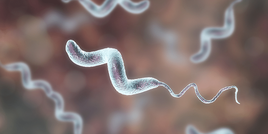 Image-Content-camplyobacteria.png
