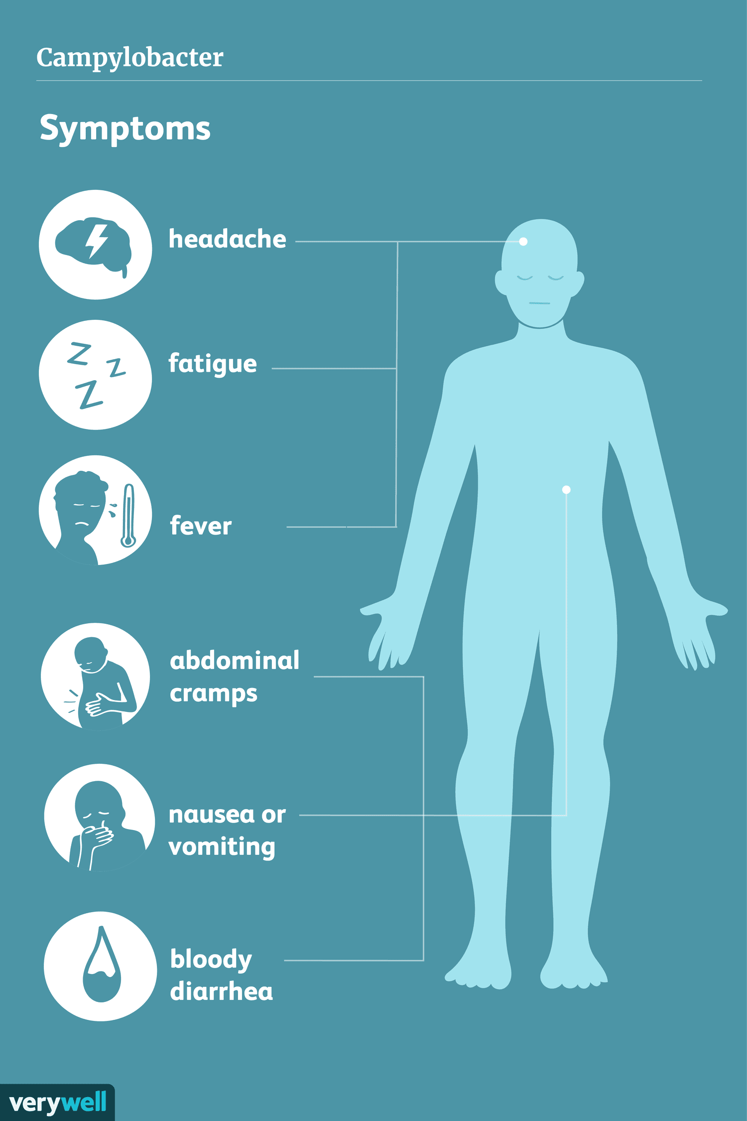 Campylobacter-overview-4586323_final-c443e3809d2844bd9c4ef56bafd685d8.png